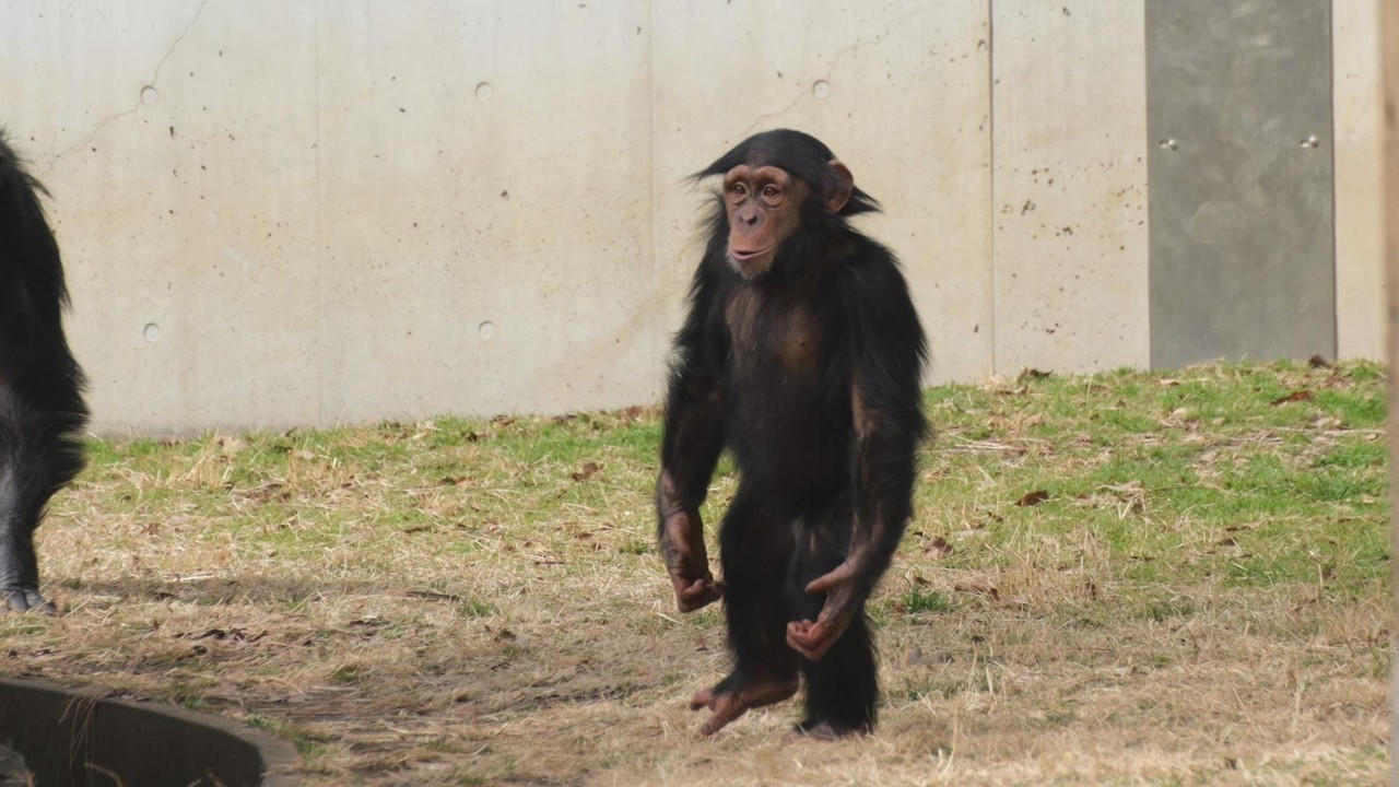 手がでっかくて長い！スーパー類人猿 ディル　多摩動物公園　チンパンジー　202602