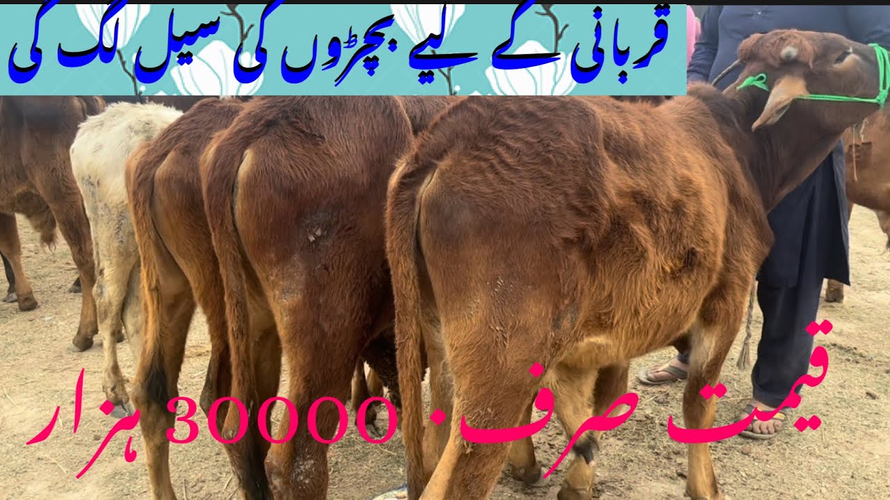 Sahiwal nasal ky bachary baker Mandi sahiwal || @gulshanabbasvlog
