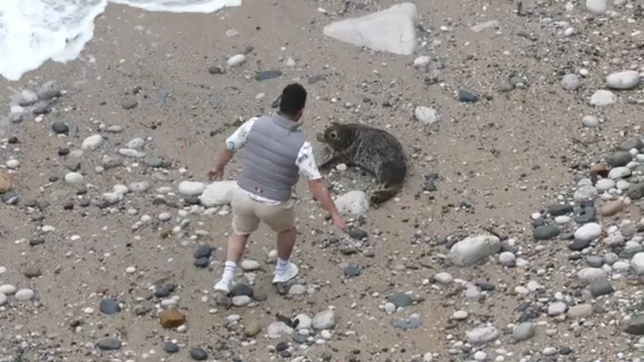 Man Harasses Seal at Great Orme Nature Reserve - 18th June 2024