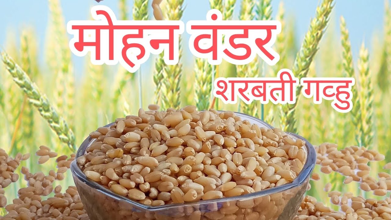 खाण्यासाठी व उत्पादन साठी भारतातील नंबर वन शरबती गहू #India's Number One #Sharbati Wheat to eat 🌾