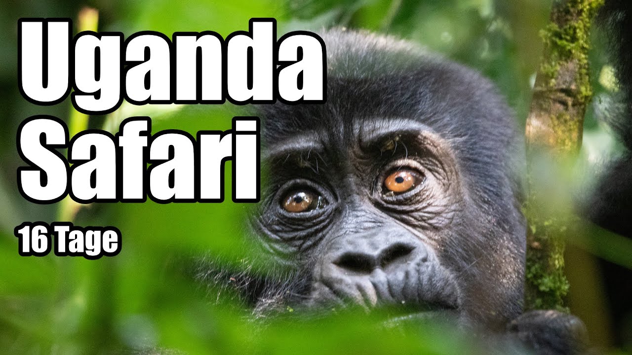 🇺🇬 UGANDA 16 Tage Safari | Berggorillas Trekking Bwindi, Rundreise durch QEP & Murchison NP #gorilla