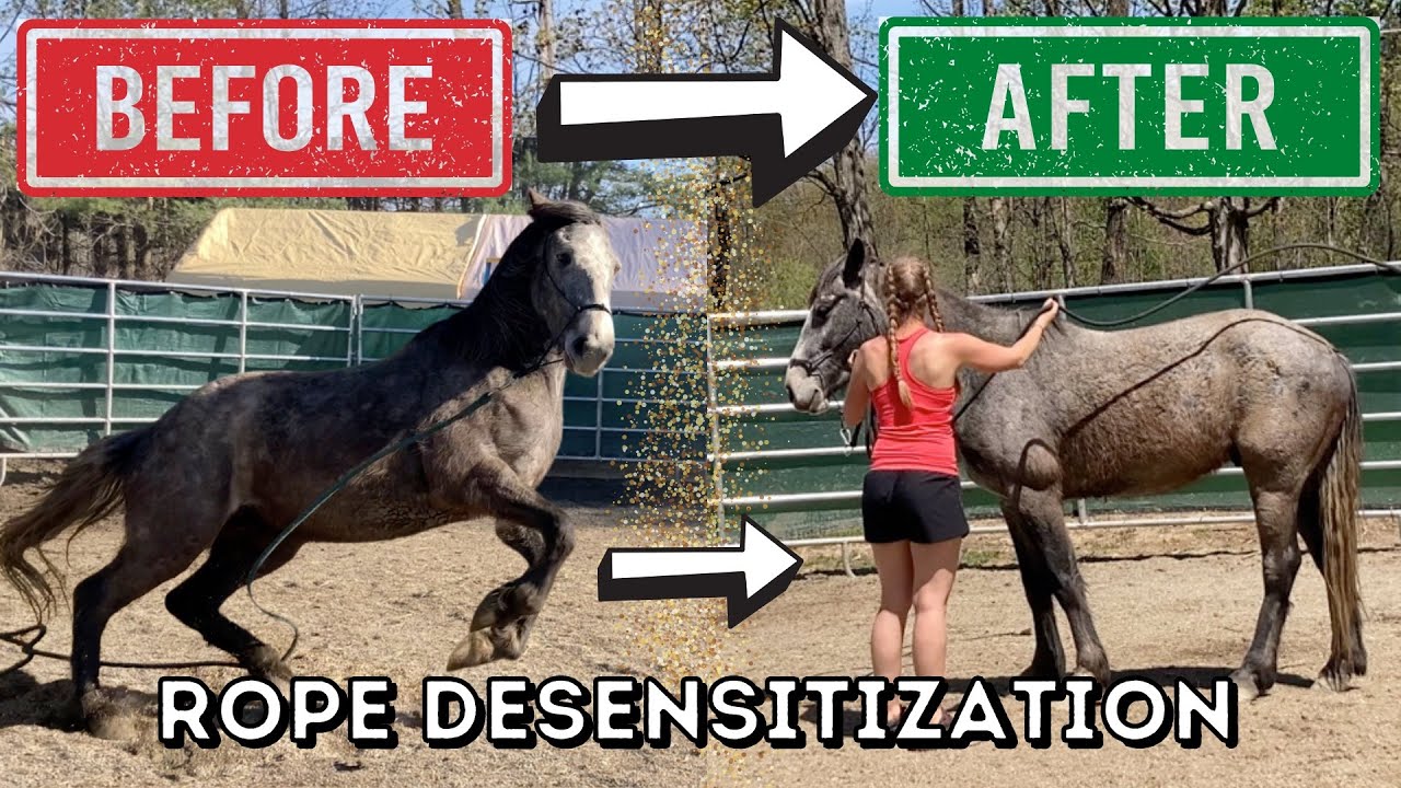 Mustang Merlin’s training progress // Desensitizing to ropes and touch