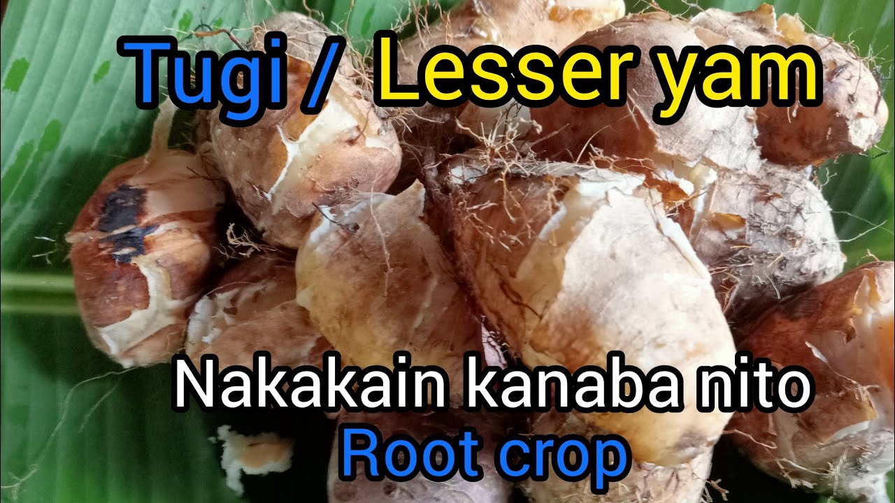 harvesting tugi / lesser yam, root crop, nakakain kanaba nito,