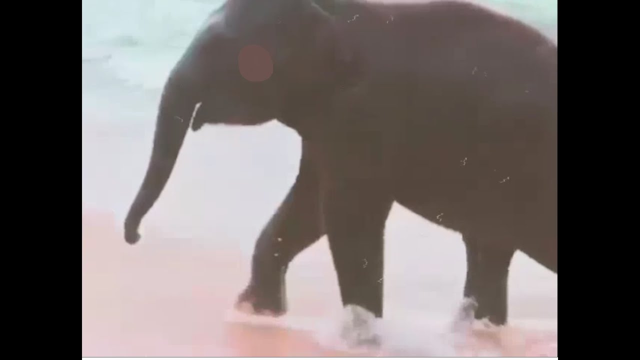 Elephant  Garden the lost film