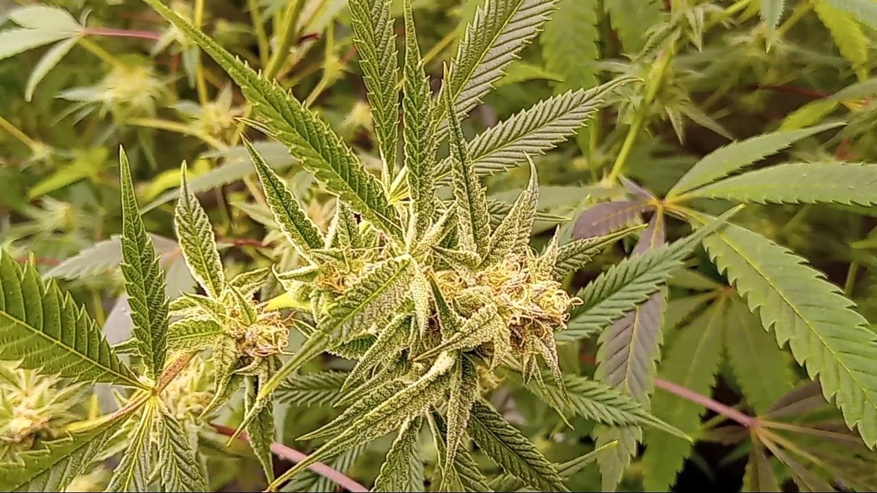 Accidentally starting a feminized breeding program.