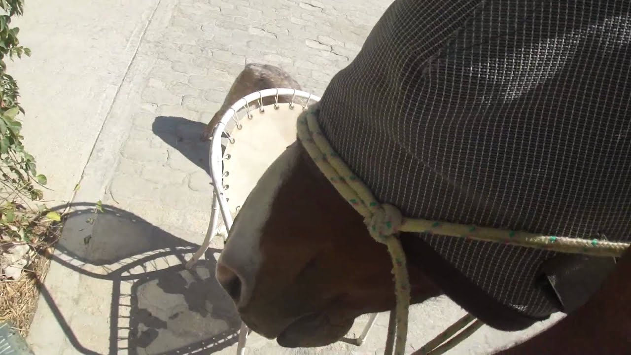 Horse Therapy How to Treat a Bowed Tendon