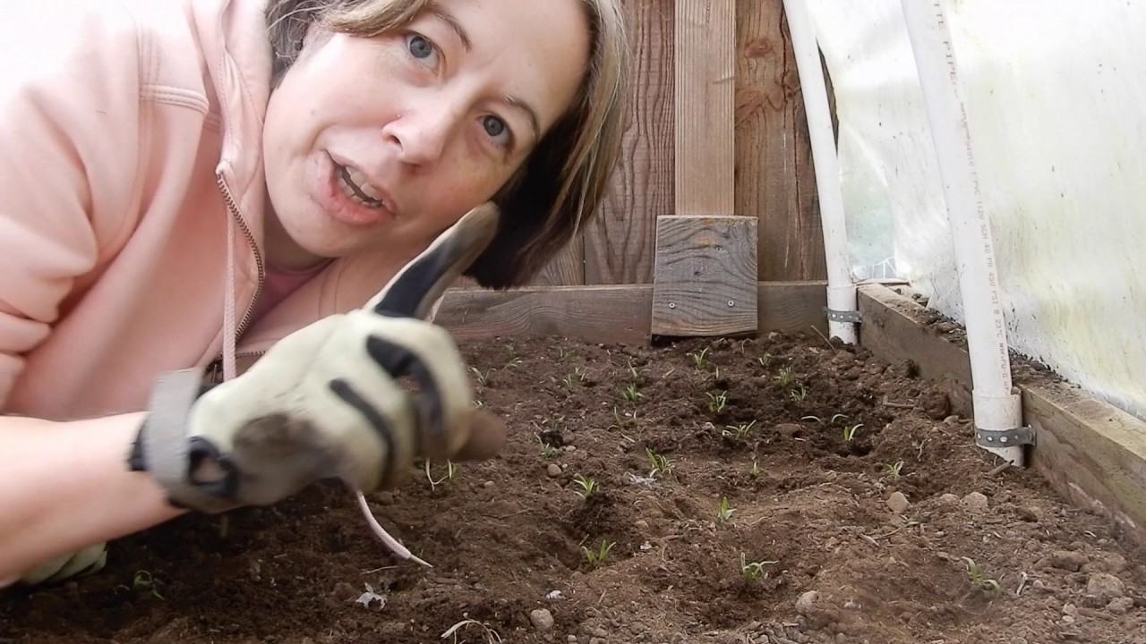 How do you say Fiacre?  Our Farm Tour