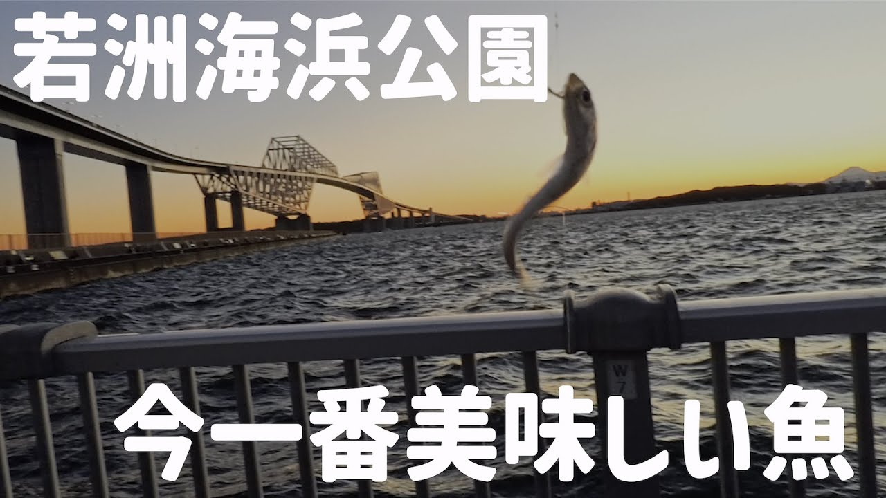 【vlog】若洲海浜公園で今一番美味しい魚が釣れた！ #043