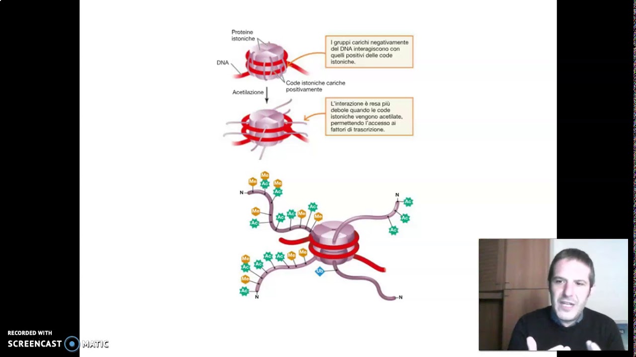 cromatina ed espressione genica