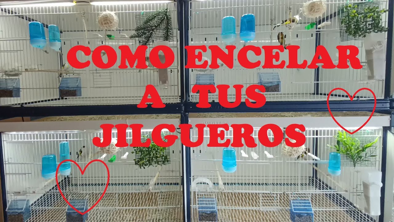 Como encelar Jilgueros, sin morir en el intento.