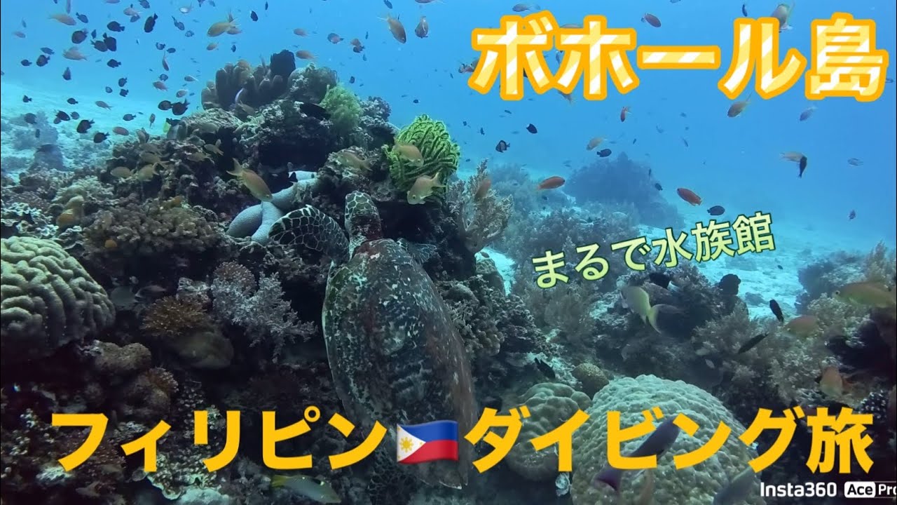 めちゃくちゃすごいバリカサグの海　フィリピン🇵🇭ボホール島