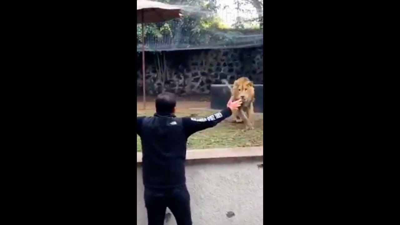 Lion Sees Her Dad After YEARS!