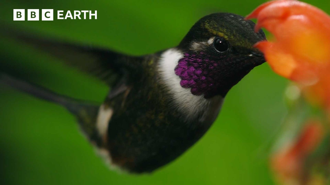 Sneaky Hummingbirds Steal Nectar From Flowers | Natural Born Rebels | BBC Earth