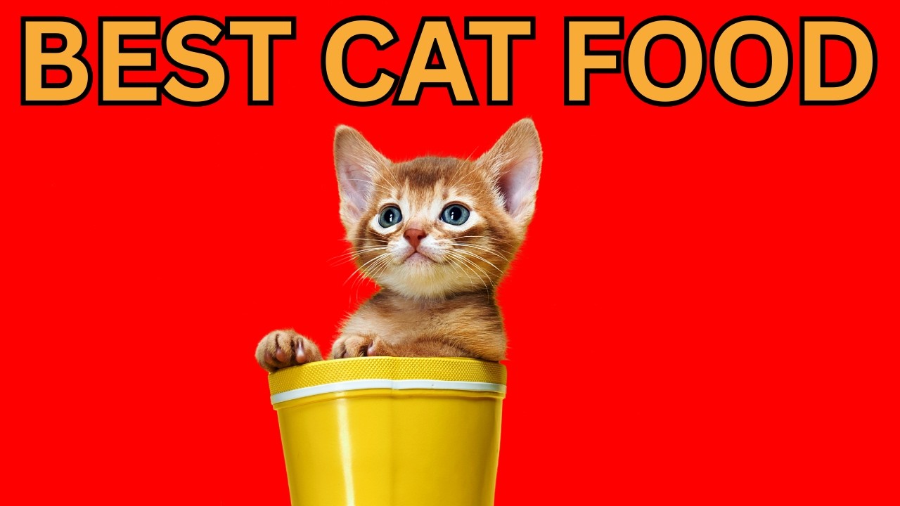 How to Choose THE BEST CAT FOOD