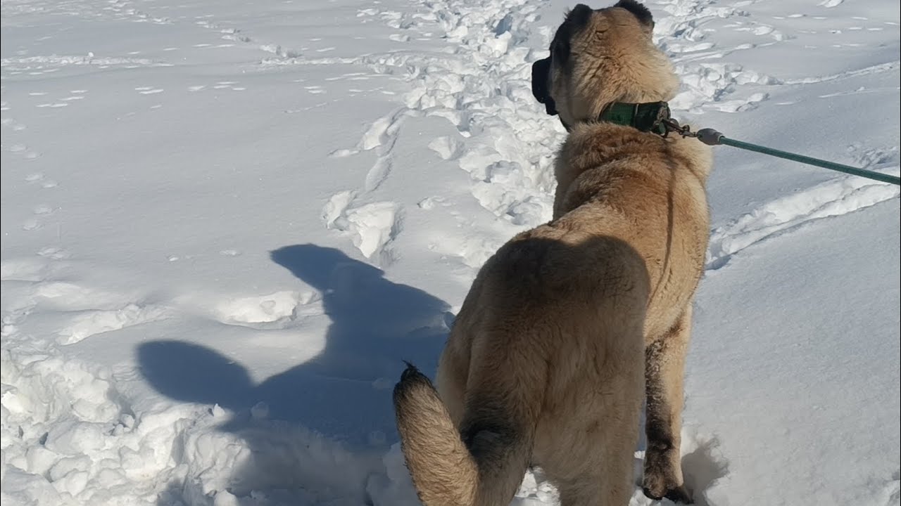 KATİLİN KOYUNLARLA İLK TANIŞMASI~ VETERİNER GELİP KUZULARA İĞNE YAPTIK #kangal #KATİL#PENÇE