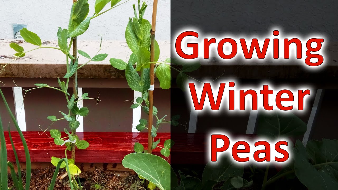 Growing Winter Peas - Planting No Till In 2020
