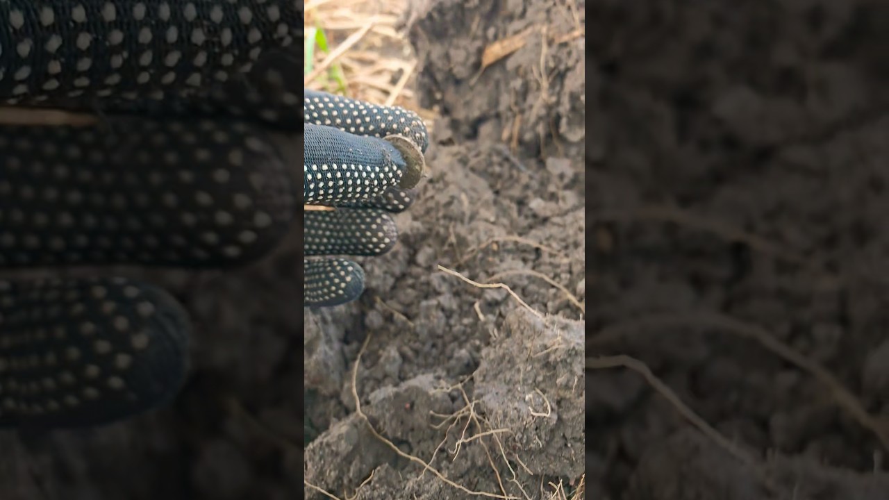 Серебренный дождь.#metaldetecting #коп #subscribe #metaldetector #wot #калининград #клад #ww2