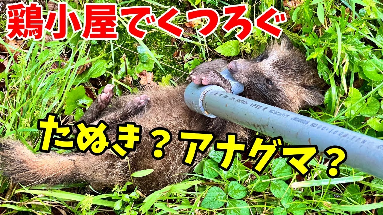 鶏小屋に何かが居る〜！😱たぬき？アナグマ？が鶏小屋でくつろいでいました。