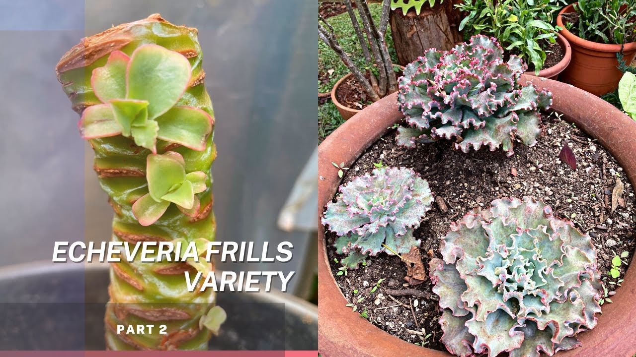 Сорт Echeveria Frills, часть 2 – Укоренение и рост деток