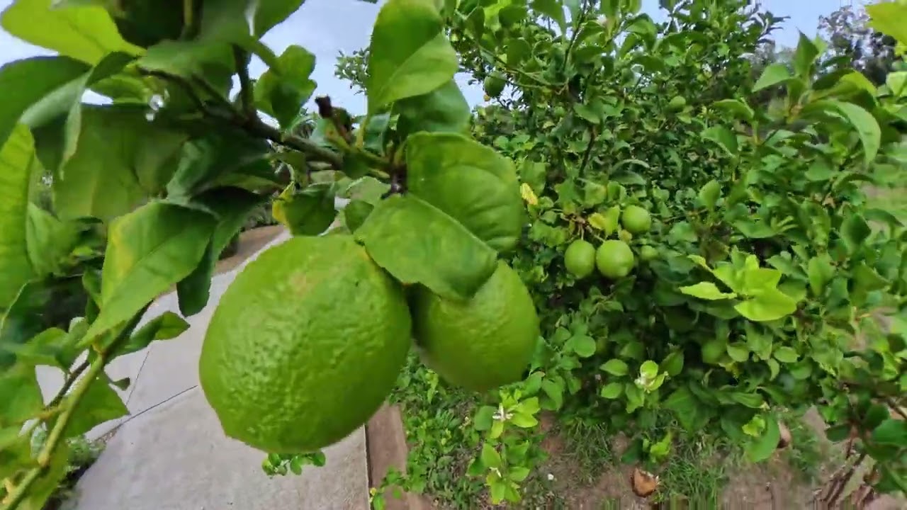 Jardín botánico, 2025, Barcelona