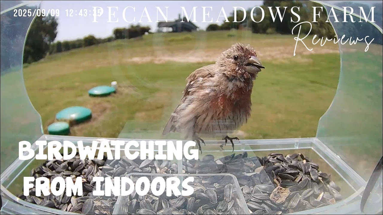 Smart Window Bird Feeder with Camera | 2K Live Bird Videos, Auto Capture & AI Bird Identification