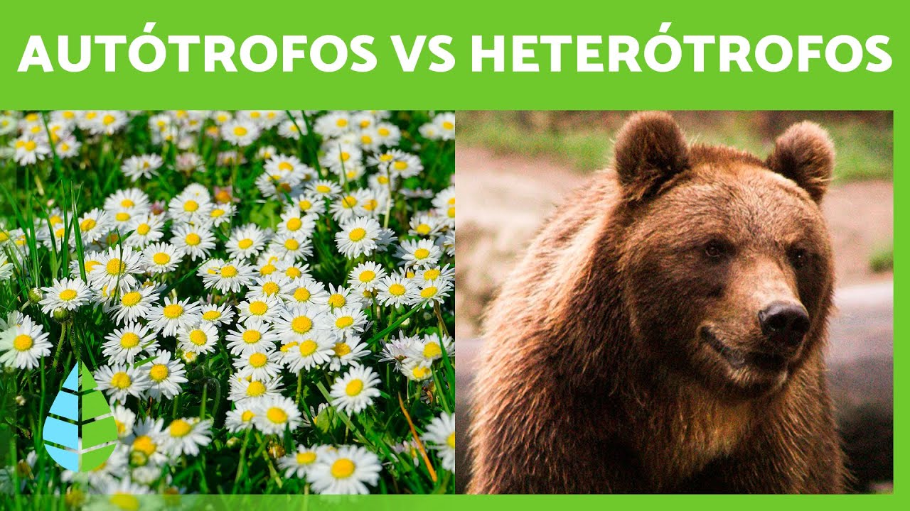 Organismos AUTÓTROFOS y HETERÓTROFOS 🍄🐻 (Tipos de Nutrición)