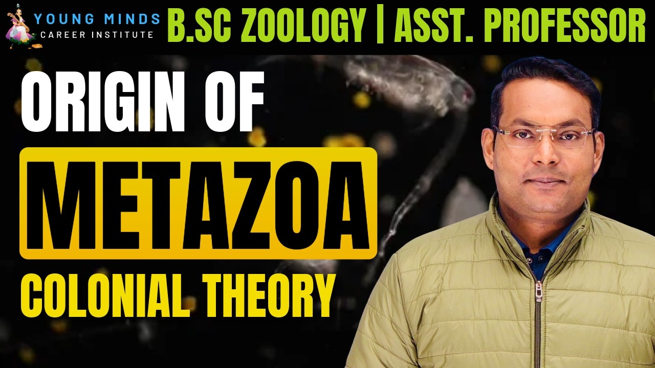 Origin of Metazoa | Colonial Theory  | B.Sc Zoology