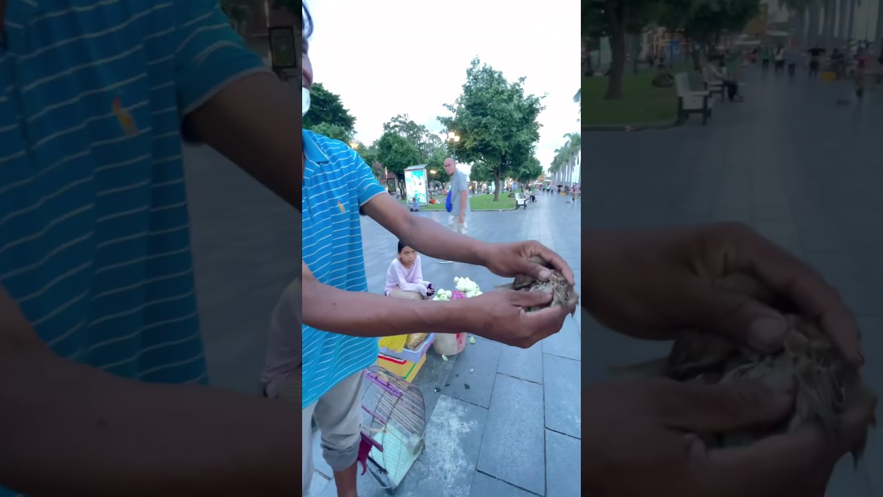 Payed to FREE Birds From A Cage #cambodia #letstravelandbekind #youtubeshorts #birds #shorts #short