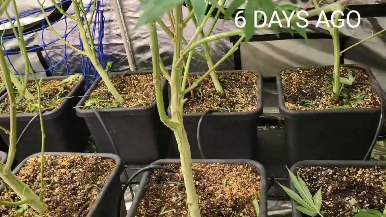 Strawberry Cough Week 3 of Flower