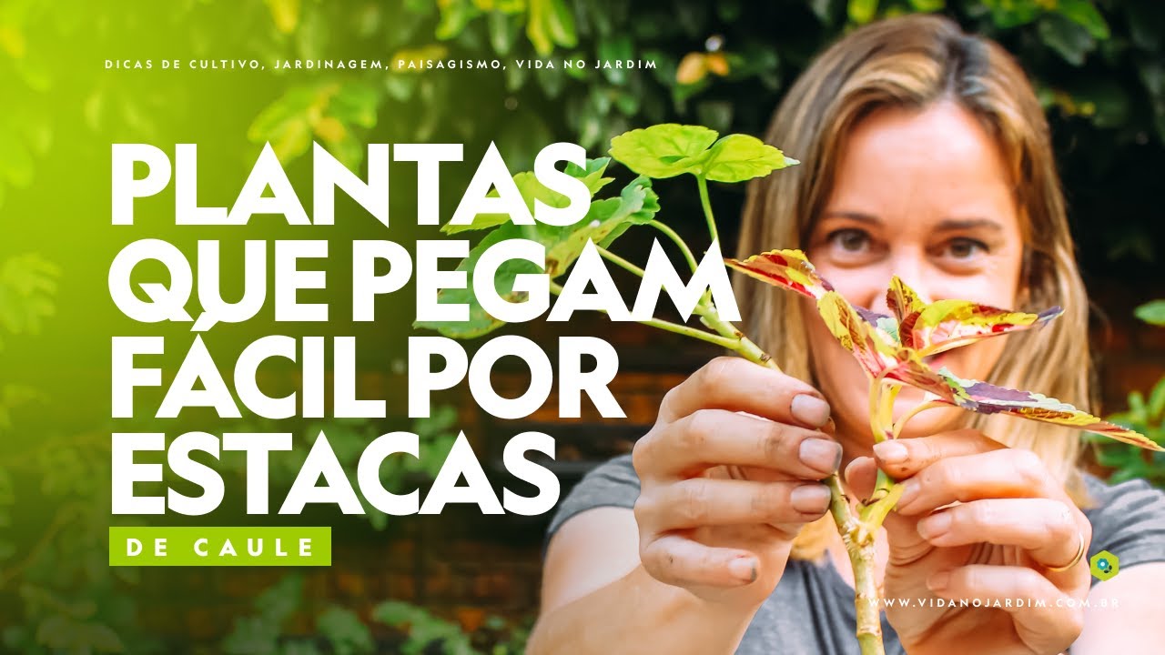 12 PLANTAS que PEGAM FÁCIL por ESTACAS DE CAULE