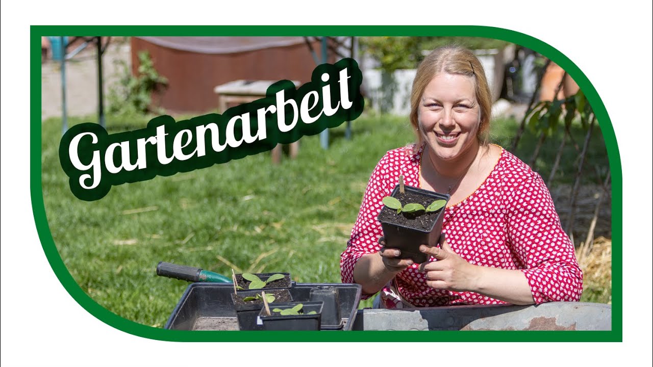 Gartenarbeit im Mai | Unkraut, Bohnen und die Gurken rufen uns