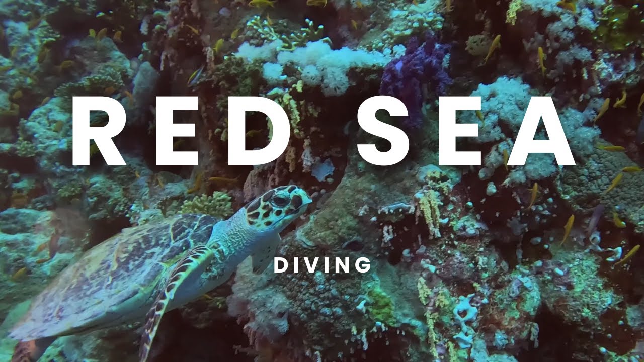 Red Sea Liveaboard 2024, Aggressor II Dive Safari