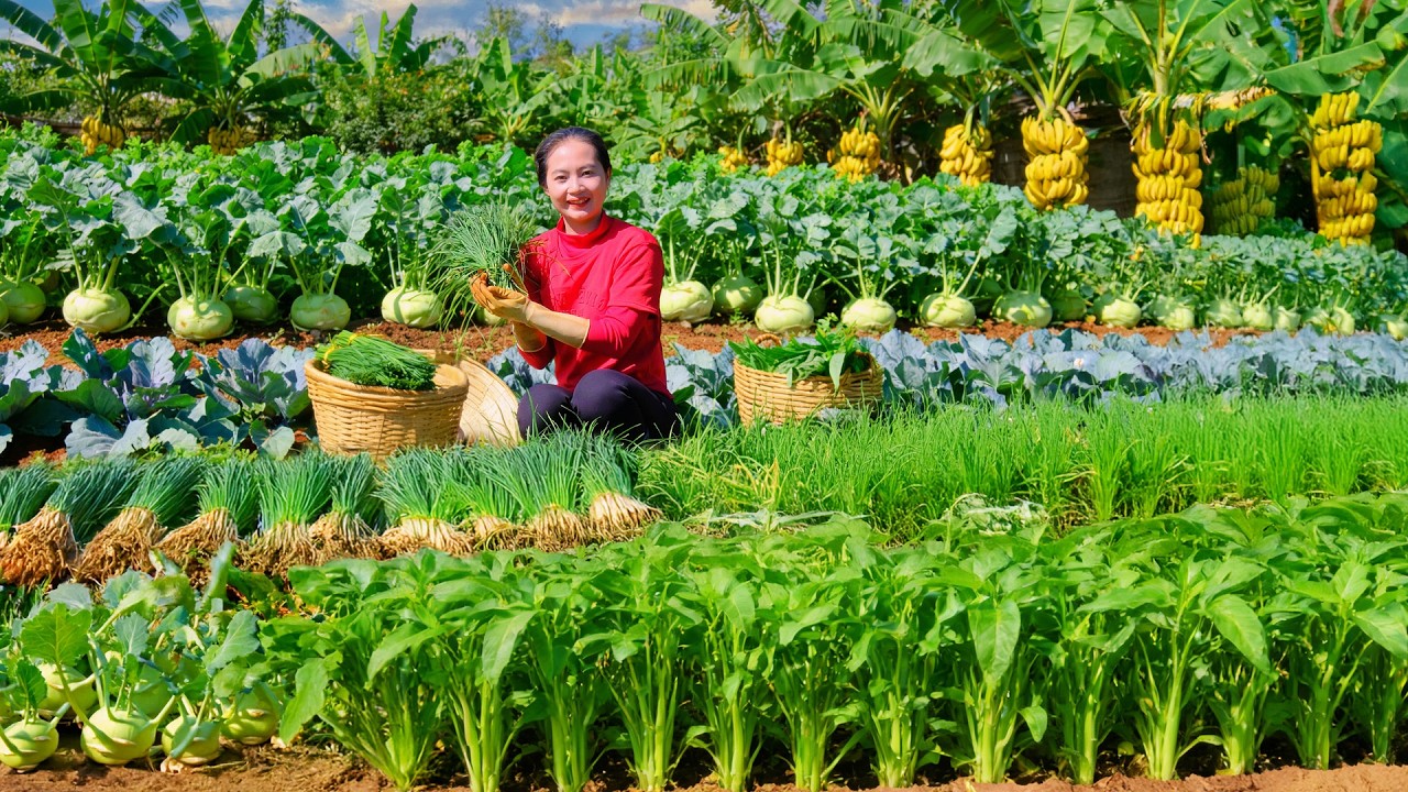 Harvest Water Spinach, Garlic Chives, Kohlrabi, Bananas To Sell And Cook Them With Grass Carp – Farm
