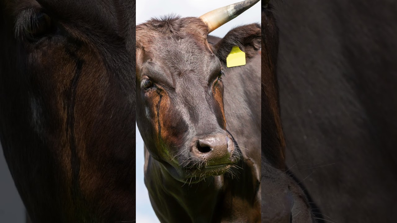 Wagyu Beef & Angus Beef - Er zeigt euch heut den Unterschied #beef #meat #bbq #angus #wagyu