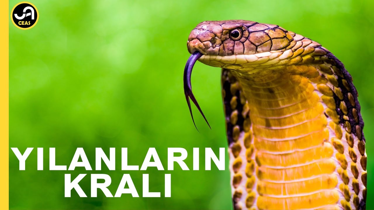 Kral Kobra: Yılan Katili | Yılanların Kralı