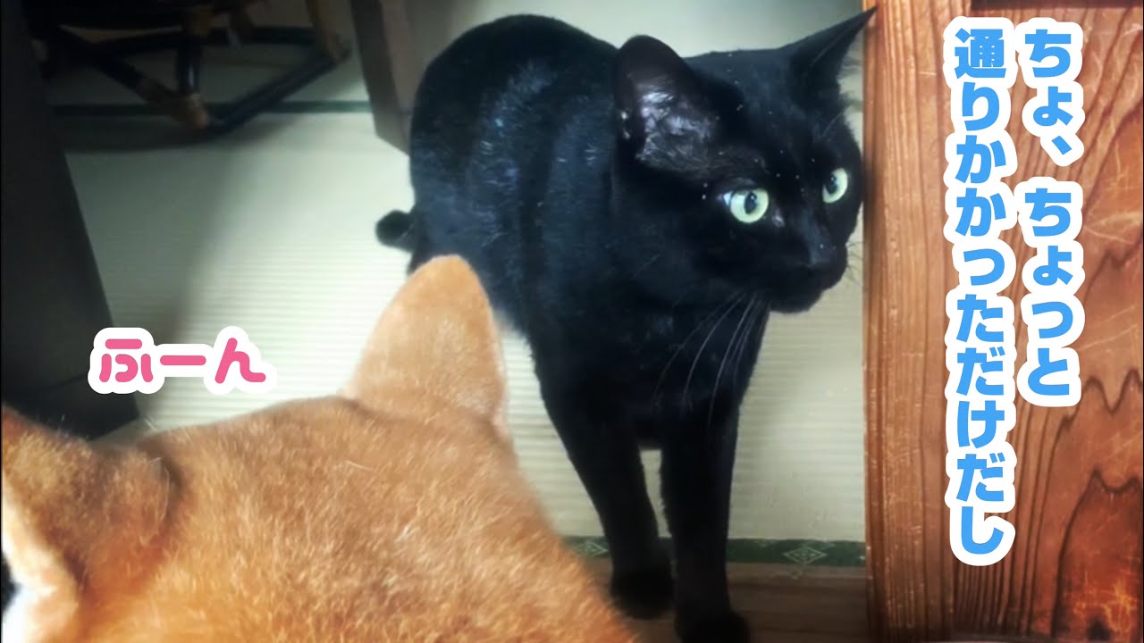 遊んでるフリしてちょくちょく様子を見にくる猫 Shedding season has come