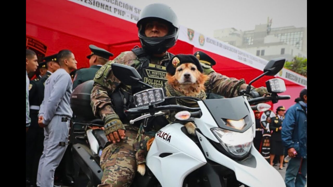 'Chato': El perro policía que conmovió a todos se jubila tras su última aparición en desfile patrio