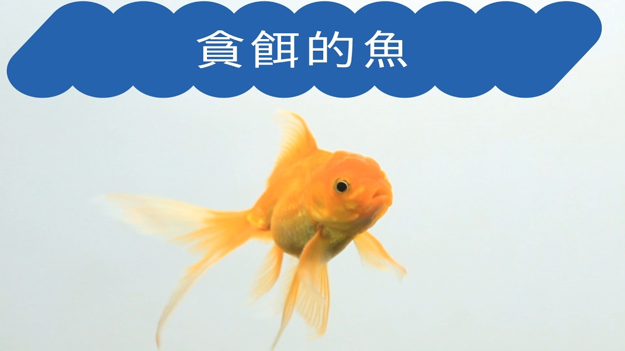 貪餌的魚