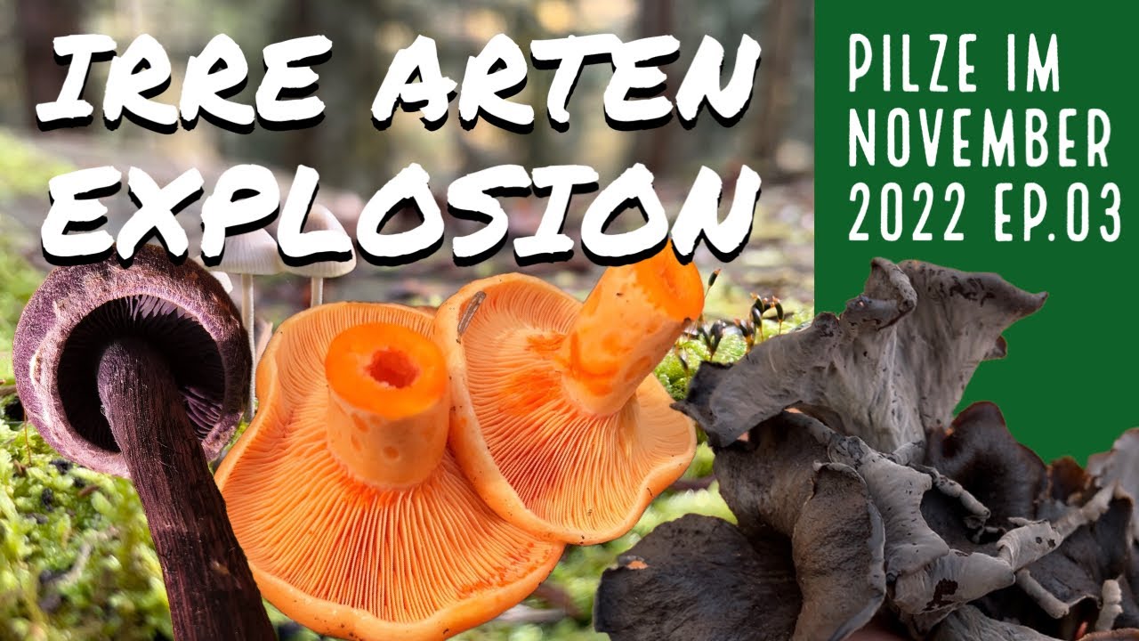Irre Arten Explosion 💥 & Pilzkalender | PILZE IM NOVEMBER 2022 – EP 03