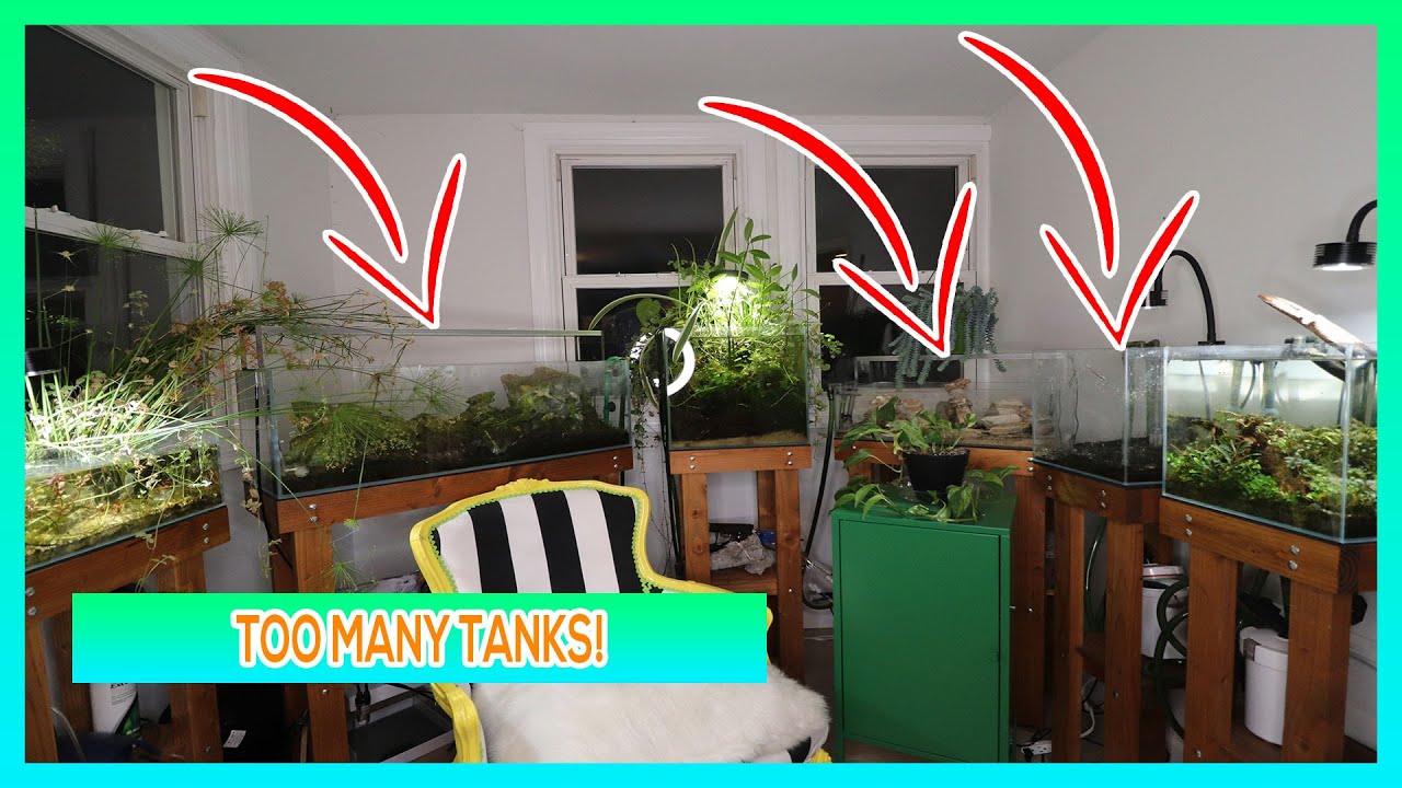 TEARING DOWN AQUARIUMS - MULTIPLE TANK SYNDROME GONE HORRIBLY WRONG!