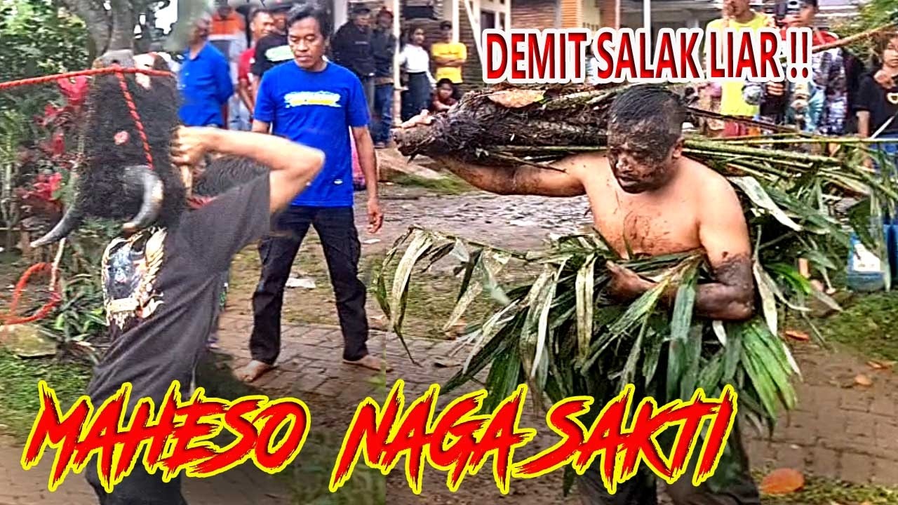 RITUAL PAMUNGKAS BANTENGAN MAHESO NAGA SAKTI: PECUT SAKRAL & AMUKAN SPIRITUAL SRUDUKAN GANAS