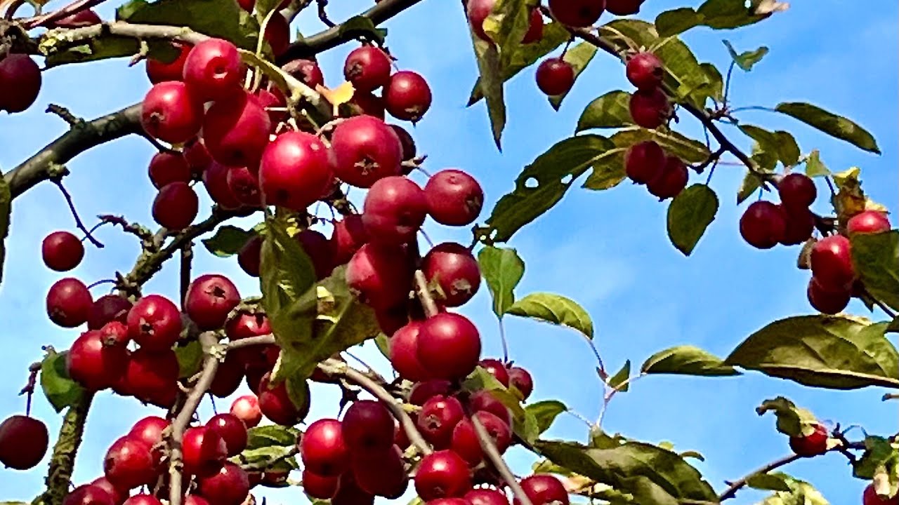 Zierapfel Konfit&uuml;re Marmelade Gelee selber machen Konfekt Zierapfelbrot Rezept - Zier&auml;pfel giftig?