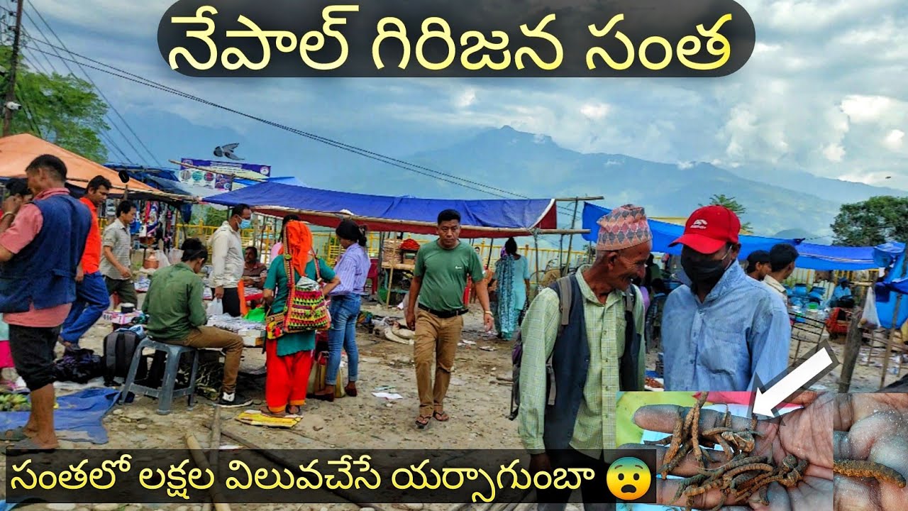 నేపాల్ గిరిజన సంతలో లక్షల విలువచేసే యార్సగుంబ
