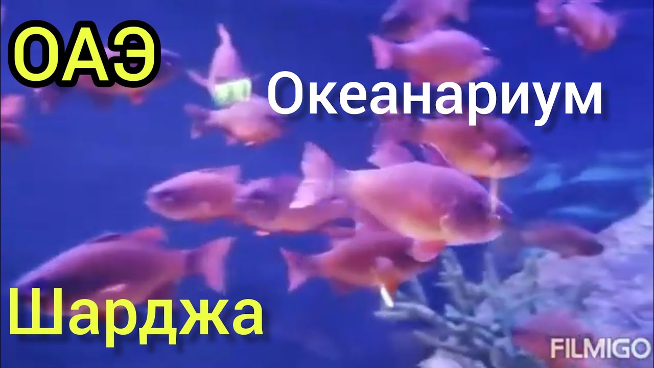Шарджа.Бесплатно Океанариум!Отдых на море. пляж Альхан.День третий.