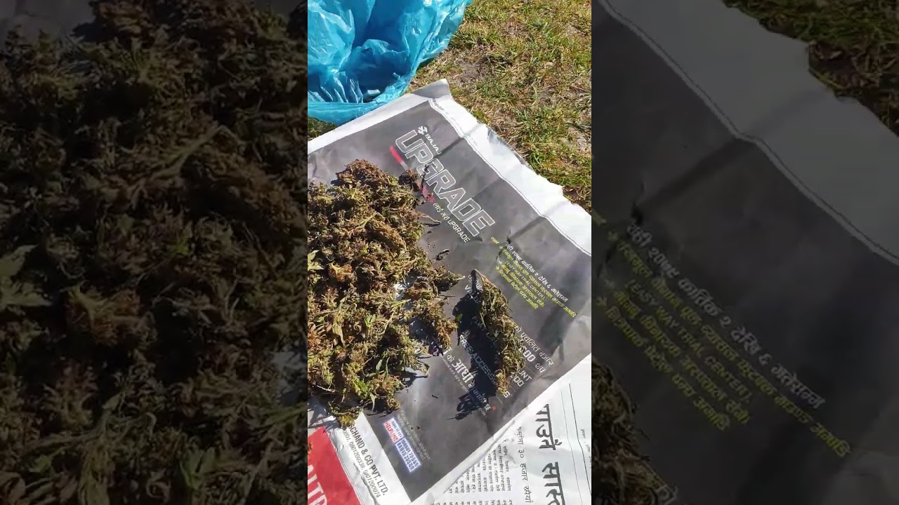 Himalayan Marijuana #purplehaze #marijuana #cannabis #indica  #himalayaherbals #nepal #shorts #weed