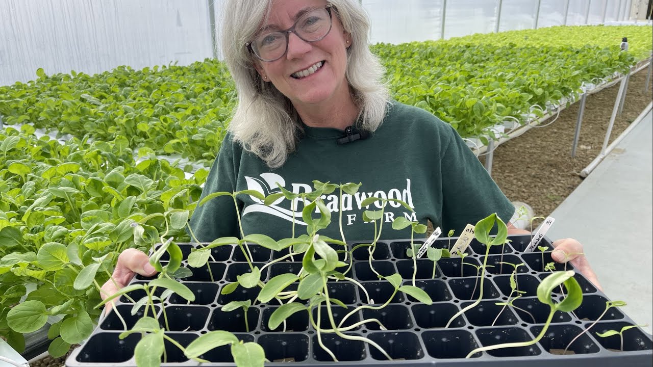 Seeding hydroponic tomatoes and spinach in November!