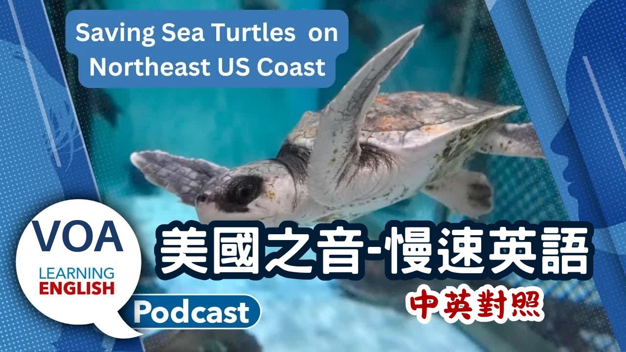 美國之音｜慢速英語 Podcast｜Melting ice cream in Ecuador, Saving Sea Turtles, Asking questions, Speak & Talk｜