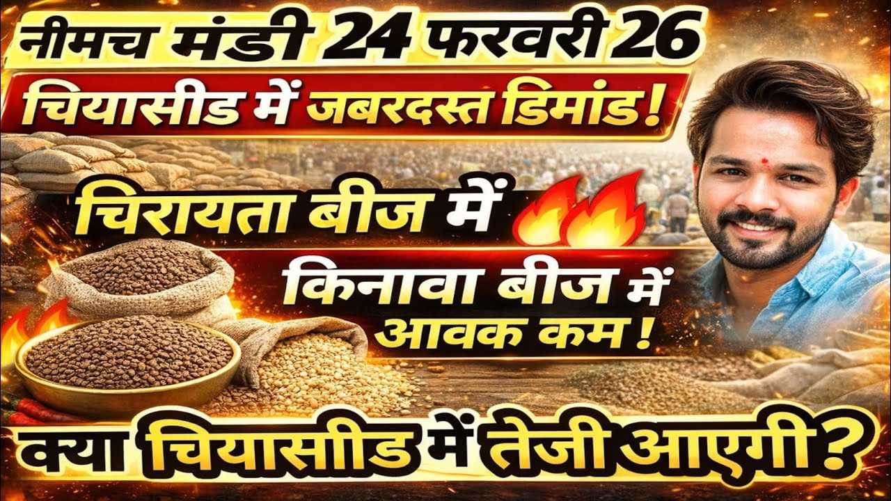 नीमच मंडी भाव। चिया भाव। नया किनोवा का भाव। चिरायता का भाव। Neemuch Mandi bhav today chirayata bhav