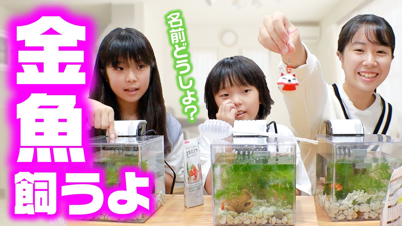 金魚飼うよ〜❣️ 米軍基地を満喫✨お祭りでりんご飴✨金魚すくい✨☆ Saaaaaya