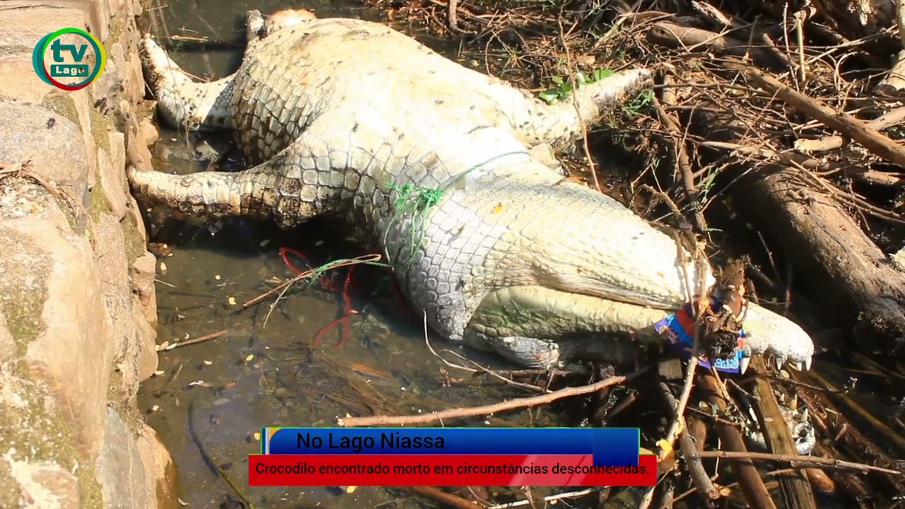 CROCODILO ENCONTRADO MORTO LEVANTA DÚVIDAS ENTRE MORADORES EM METANGULA 
